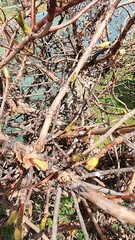 close up of a tree