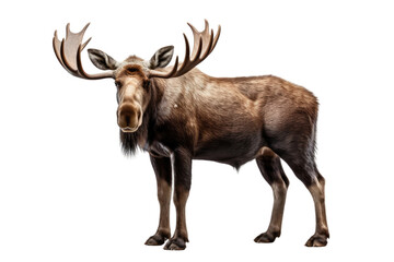 Majestic Moose Standing on White Background. On a Clear PNG or White Background.