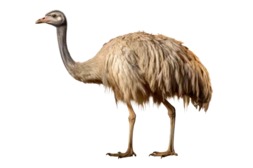 Tuinposter Ostrich Standing in Front of White Background. On a Clear PNG or White Background. © Masood