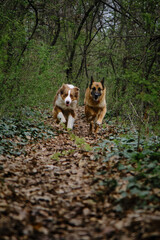 Atmospheric energetic photo of a pets in motion in nature. Two shepherds Australian and German is actively running forward on trail in spring green forest. A charming dogs on walk in park.