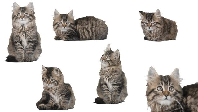 A set of kittens on a white background