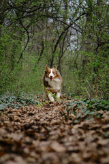Naklejka na ściany i meble Atmospheric energetic photo of a pet in motion in nature. A beautiful brown Australian Shepherd is actively running forward on trail in spring green forest. A charming dog on walk in park.