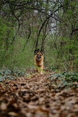 Atmospheric energetic photo of a pet in motion in nature. A beautiful German Shepherd is actively running forward on trail in spring green forest. A charming dog on walk in park.