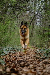 Atmospheric energetic photo of a pet in motion in nature. A beautiful German Shepherd is actively running forward on trail in spring green forest. A charming dog on walk in park.