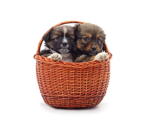 Two small dogs in a basket.