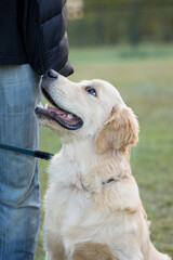 golden retriever puppy training for good behavior