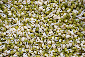 Mung beans sprouts macro background