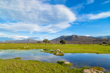 Landscape with trees and lake