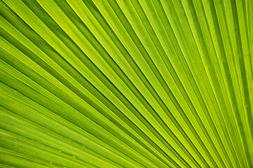 Palm leaves close up in sunshine, Palm trees at tropical coast in summer, beautiful texture, 