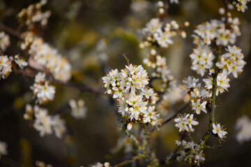 Close-up of the small white flowers of a wild fruit tree. The flowers are more or less open, with a few leaves emerging.