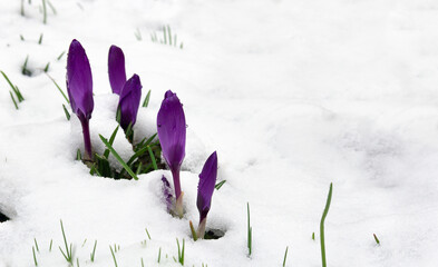 Spring first snowdrops flowers violet crocuses in snow with space for text