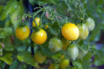 Yellow cocktail tomatoes in the home garden . Barry's Crazy Cherry