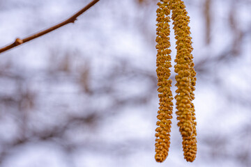 Branches of spring bushes with spikes. Spring nature view.