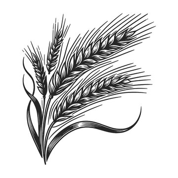 wheat ears leaf sketch line art engraving generative ai raster illustration symbolic of harvest and agriculture. Scratch board imitation. Black and white image.
