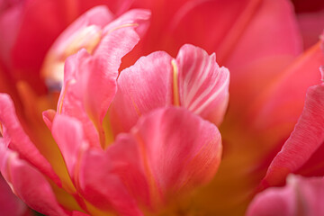 Blooming onion tulips on a black background. Festive decor for Mother's Day, Women's Day, Birthday.