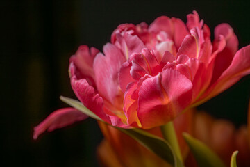 Blooming onion tulips on a black background. Festive decor for Mother's Day, Women's Day, Birthday.