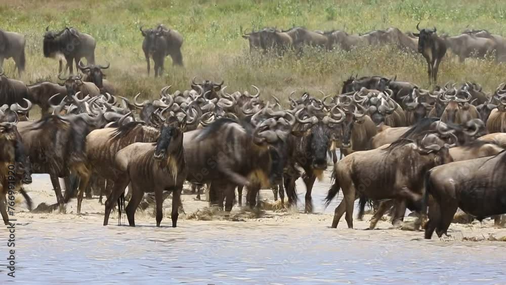 Poster Big group of wildebeest are crossing a small lake in the Serengeti. Tanzania. Serengeti-Ndutu National Park.