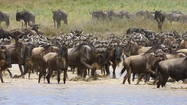 Big group of wildebeest are crossing a small lake in the Serengeti. Tanzania. Serengeti-Ndutu National Park.