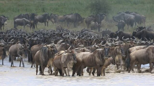Big group of wildebeest are crossing a small lake in the Serengeti. Tanzania. Serengeti-Ndutu National Park.