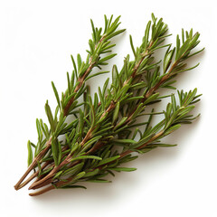 Fototapeta premium herb isolated on clear white background