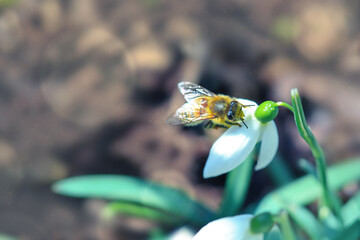 Big honey bee collecting pollen from white snowdrop flower in spring