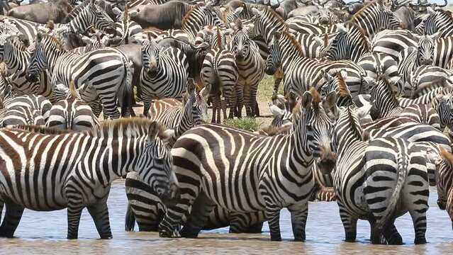 Big group of zebras at a watering hole in the savannah. Tanzania. Serengeti National Park.