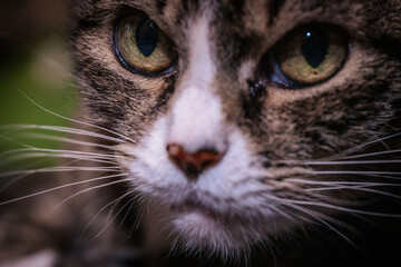 A spotted house cat with green eyes.