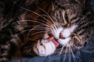 A spotted house cat with green eyes.