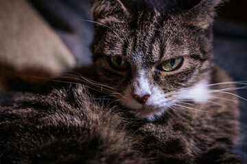 A spotted house cat with green eyes.