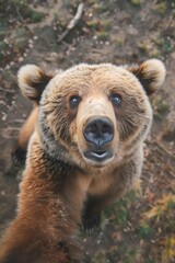Curious brown bear close-up, selfies, wildlife portrait, nature wildlife theme