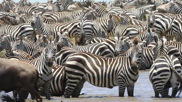 Big group of zebras at a watering hole in the savannah. Tanzania. Serengeti National Park.