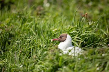 Black-headed gull or Chroicocephalus ridibundus, is a species of black-faced bird in the family Laridae