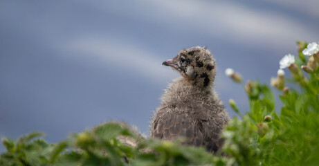 Close-up of a Black-headed gull, Chroicocephalus ridibundus, small chick