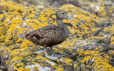 Eider Duck, Somateria mollissima, Adult breeding plumage female, on yellow lichen covered rocks