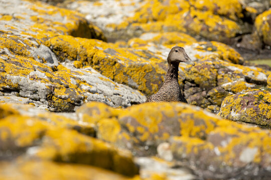 Eider Duck, Somateria mollissima, Adult breeding plumage female, on yellow lichen covered rocks