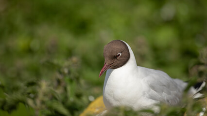 Black-headed gull or Chroicocephalus ridibundus, is a species of black-faced bird in the family Laridae