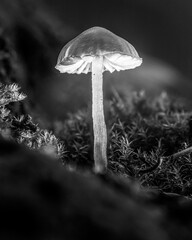 Pilz Schwarzweiss
