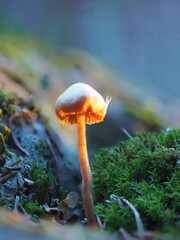 Pilz