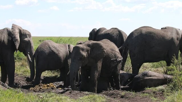 Elephants are taking mud baths in the savannah. Tanzania. Serengeti National Park.