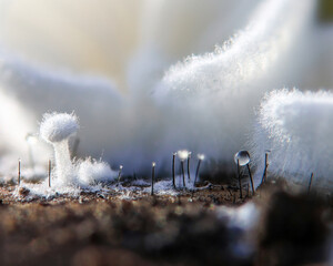 Mushroom
