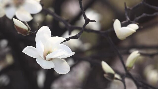 A white magnolia in full bloom. The beginning of spring - Magnolia denudata, Yulan magnolia, Mokryeon