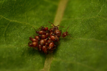 Small newborn insects colored board on green leaf