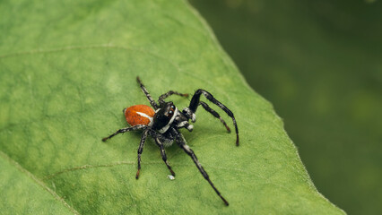 An orange and black Jumper Spider perched on a green leaf