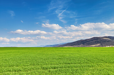 Fresh green field and blue sky - 767000326