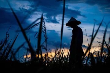Deurstickers Farmer in rice field © Wongstorn