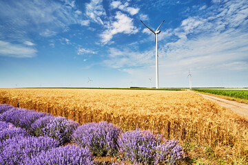 Wind turbines among agricultural fields in Bulgaria - 767000339