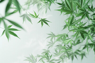 Green cannabis leaves on the left with clear white space
