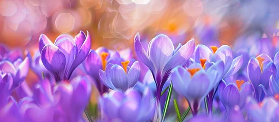 Rolgordijnen Spring Flowers of Crocus © Vusal