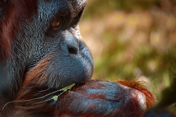 Orangutan eats