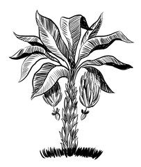 Banana plant. Pair of socks. Hand drawn retro styled black and white illustration - 767004188